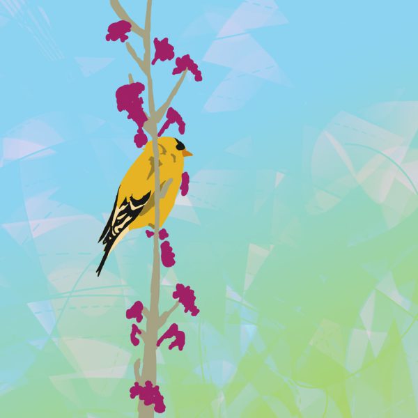 Gold Finch - Image 2