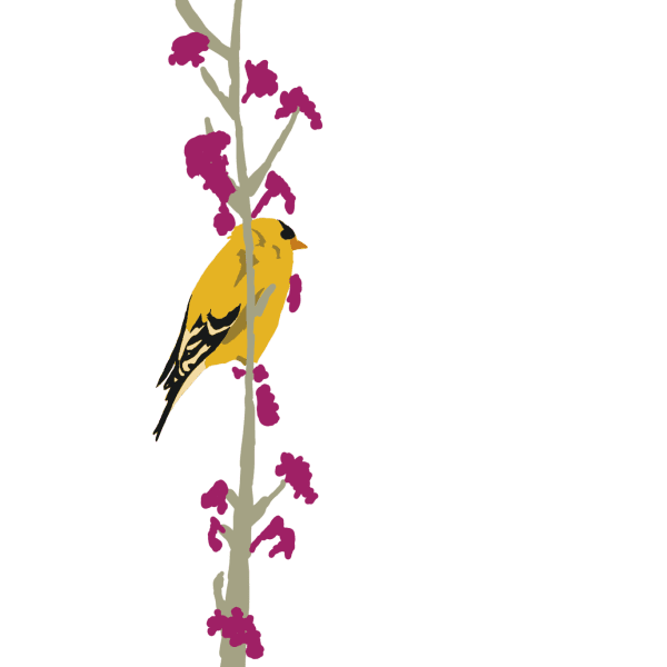 Gold Finch