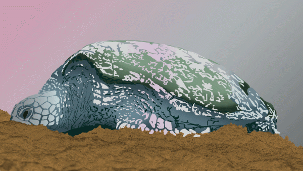Hawaiian Tortoise - Image 2