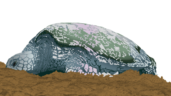 Hawaiian Tortoise