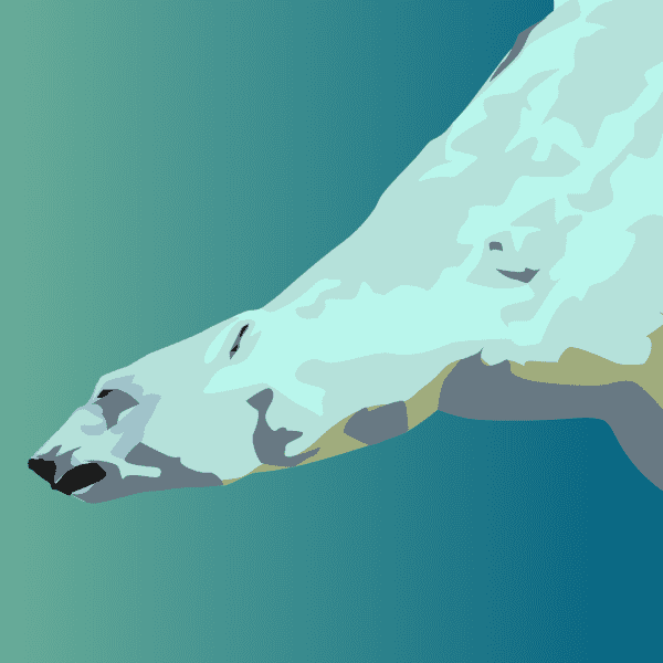 Polar Bear - Image 2