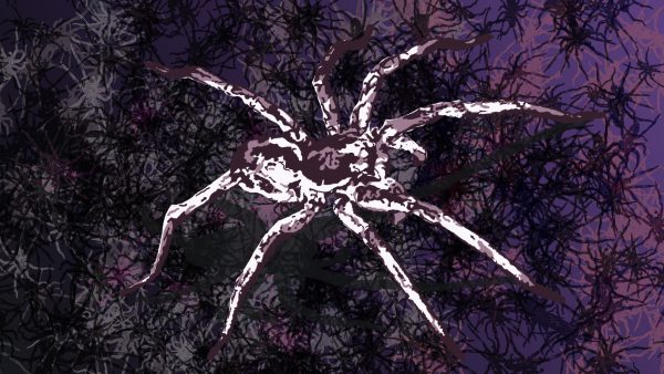 Wolf Spider - Image 2