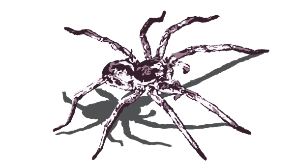 Wolf Spider